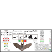 گونه خفاش گوش بلند قهوه‌ای Brown Long-eared Bat 